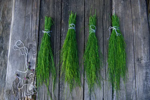 Как заготовить зелень на зиму: 3 лучших способа, которые сохранят вкус, аромат и цвет трав
