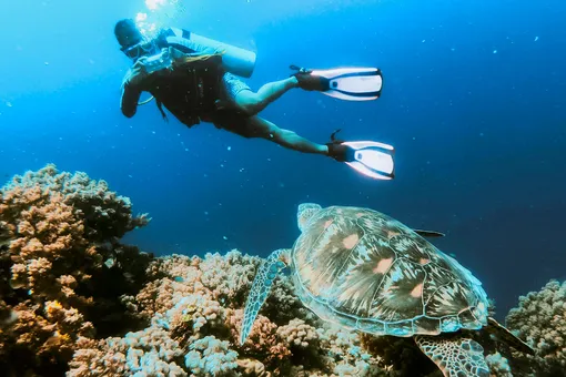 Идеальная работа: как устроиться наблюдателем за черепахами на Мальдивах