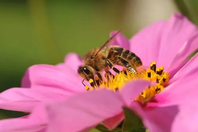 Магнитное поле Земли может быть прекрасным ориентиром опять-таки, для пчёл, ряда других насекомых а также перелётных птиц. Умея его находить, практически невозможно заблудиться даже за многие километры от улья.