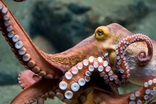 Морские хулиганы: как осьминоги издеваются над рыбами