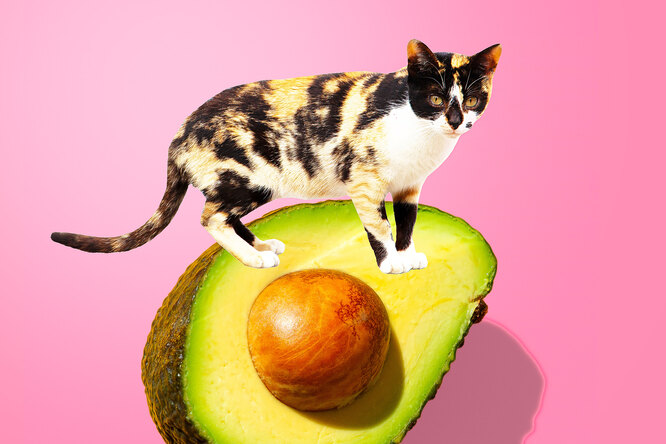 5 причин добавить авокадо в свой дневной рацион