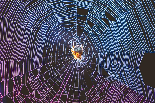 Почему не стоит бояться домашних пауков и тем более их убивать
