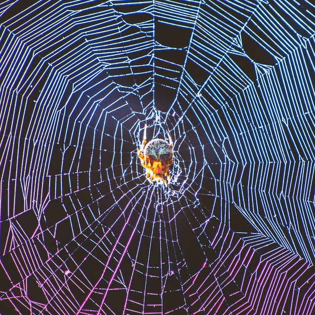 Почему не стоит бояться домашних пауков и тем более их убивать