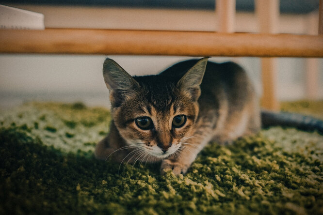 Кошка носится по дому с огромной скоростью: что ей нужно и что это значит?