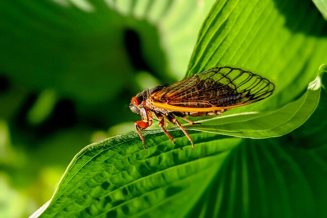 Ученые: цикады под психоделиками устраивают оргии до тех пор, пока не отвалятся гениталии