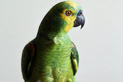 Видео: попугай с помощью голосового помощника пытался дополнить список покупок хозяина