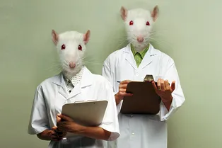 Десятки человек впервые заразились «крысиным» гепатитом: начало новой пандемии?