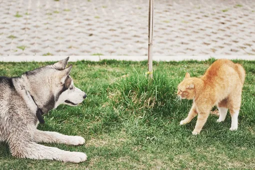 Правда ли, что кошки и собаки ненавидят друг друга