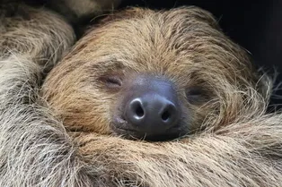 10 забавных фактов о ленивцах