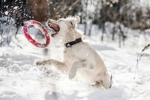 Почему сильный холод и мороз называют собачьим? Самое простое объяснение всем известной фразы