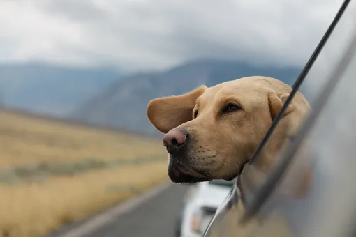 Как успокоить животное во время поездки на машине?