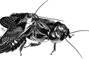 Правда ли, что тараканы едят друг друга?