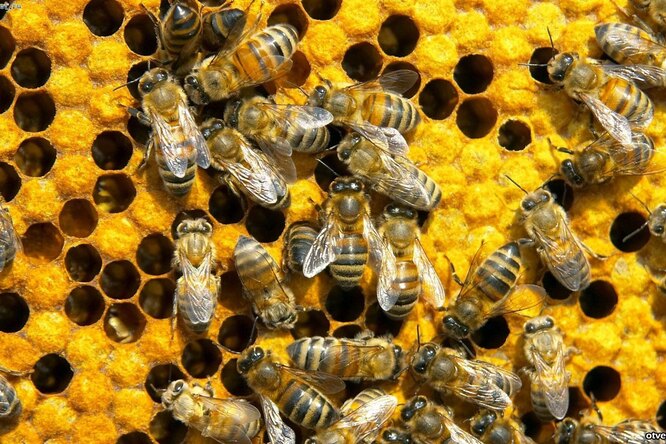 Почему вымирают пчелы?