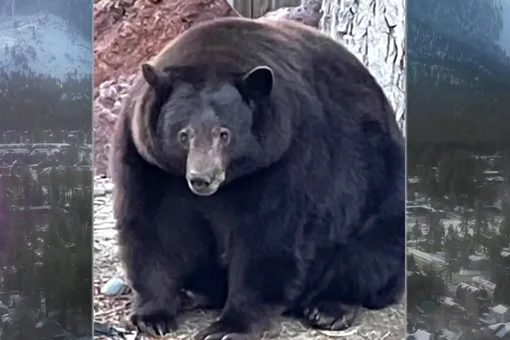 В США медведь пробирается в дома и отбирает у людей еду: он уже отъелся до 200 килограммов