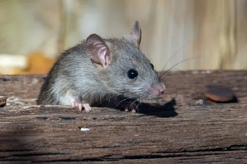 Миллионы чумных крыс захватили рыбацкий город: жители бьют тревогу