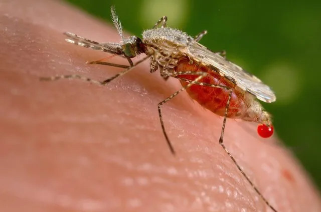 Вспышки болезней. Вы задумывались, сколько заболеваний переносят комары? Малярия, вирус Зика, лихорадка западного Нила, лихорадка денге, болезнь Лайма, энцефалит, лейшманиоз. Не все эти болезни заразны или смертельны, но если увеличить частоту их возникновения тысячекратно, система здравоохранения содрогнётся.