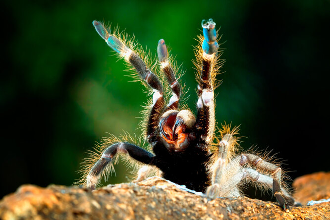 Можно ли умереть от укуса тарантула: развенчиваем популярные медицинские мифы