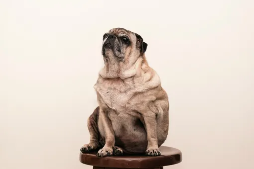 Самый толстый пес России из Нижнего Новгорода Кругетс похудел на 40 килограммов, но нужно еще больше