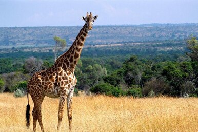 Почему у жирафов такие длинные шеи?