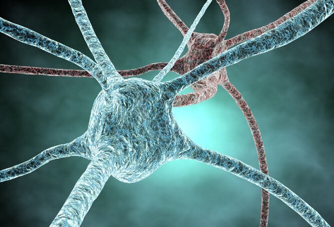 Нейроны в нашем мозге
