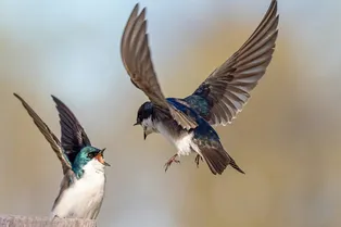 Птичья терапия: как наблюдение за птицами помогает справляться со стрессом