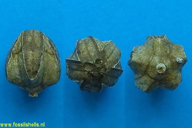 Blastozoa. Один из крупнейших надтипов древних иглокожих, напоминающих современные морские лилии. Они были необычайно распространены, встречаясь на дне значительно чаще, чем геликоплакоиды и другие иглокожие. Blastozoa развились в множество видов и форм, прошли через глобальное оледенение и окончательно вымерли лишь 70 миллионов лет назад, в великое вымирание позднего девона.