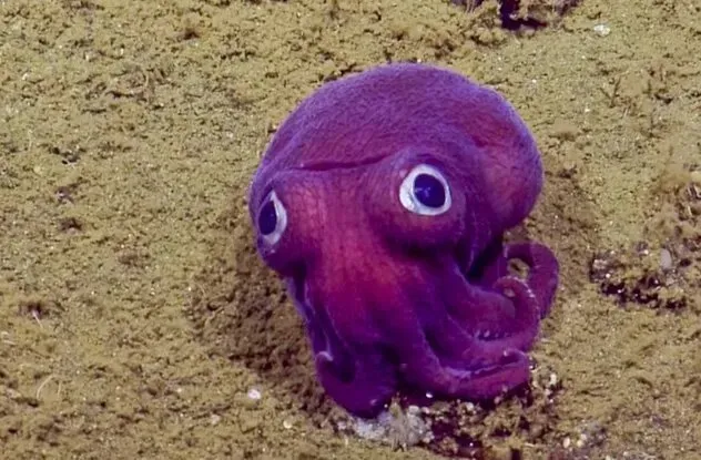 Учёные с корабля Nautilus, изучавшие подводный мир Тихого океана, натолкнулись на исключительно редкий вид кальмаров-клёцок Rossia pacifica. Этот крошечный моллюск, выглядящий как плюшевая игрушка, обитает на глубине 1300 метров и обычно не поднимается выше морского дна.