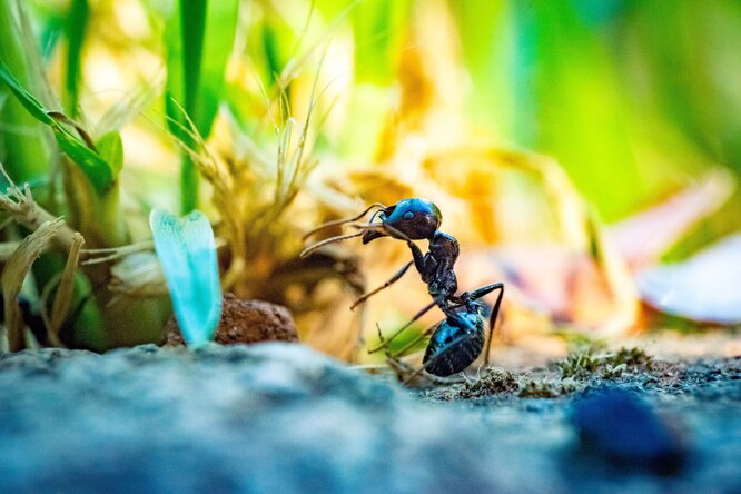 Почему муравьи иногда маршируют до самой смерти