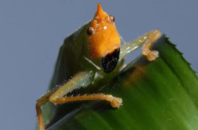 Уши людей и кузнечика Copiphora gorgonensis. В среднем ухе человека расположены три косточки, активируемых вибрацией барабанной перепонки и посылающие сигналы через улитку по нерву в мозг. Copiphora, с ушными отверстиями на ногах, также имеет барабанную перепонку. Та в свою очередь активирует кутикулы, аналогичные трём косточкам, и дальше в том же духе. Слух у этого кузнечика великолепный.