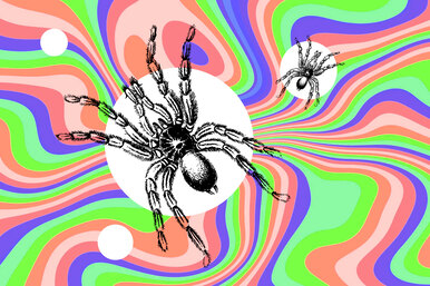 Ученые нашли ядовитого паука-гиганта, который убивает людей и поражает красотой: рискнете посмотреть, как он выглядит?