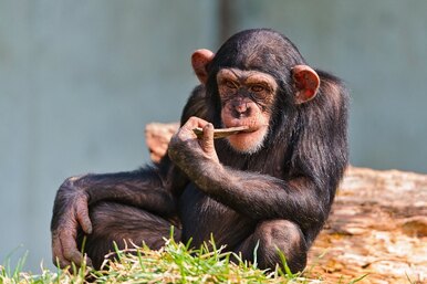 Сколько обезьян нужно для революции?