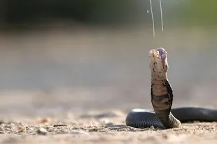 Как змеиные яды воздействуют на наше тело