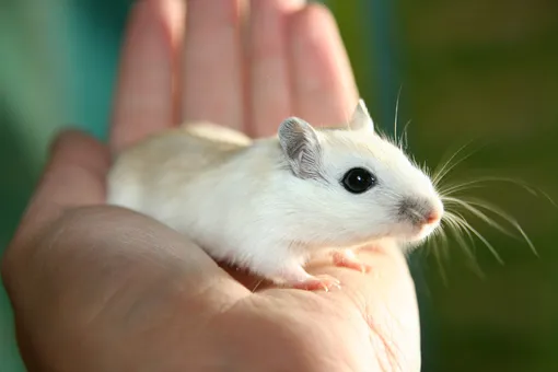Почему для экспериментов чаще всего используют именно мышей?