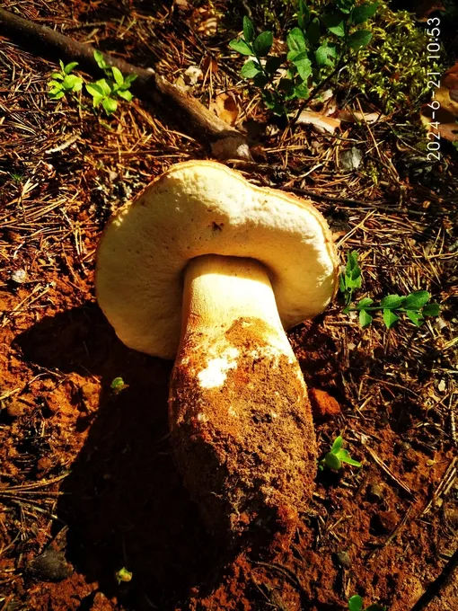 Гриб в лесу