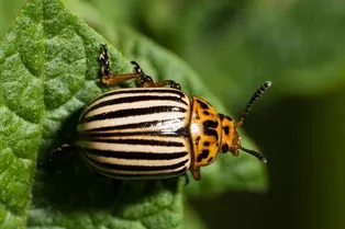 Эволюция в действии: адаптация колорадского жука к современным угрозам