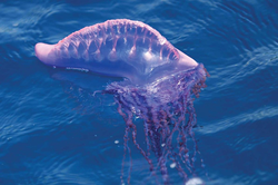 Отдыхающим на заметку: 10 смертельно опасных существ, которые могут поджидать вас в воде