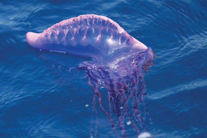 10 смертельно опасных существ, живущих в воде