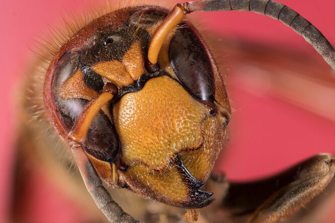 Пчелы научились распознавать коронавирус по запаху