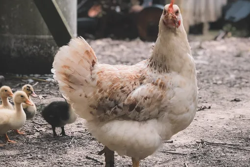 Как козел и петух спасли курицу от ястреба: видео