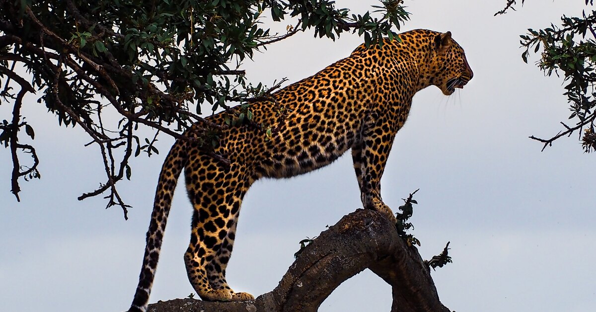 гепард по деревьям. деревья хищники. аравийский леопард. деревья хищники. дикий хищник.