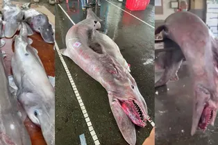 На Тайване поймали жуткую акулу-гоблина: кадры не для слабонервных