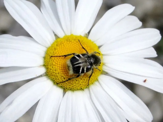 Пластинчатоусый жук Trichiotinus affinis отпугивает хищников расцветкой, расположением крыльев и даже формами пчелы. А желающих полакомиться беззащитным жучком нашлось бы достаточно - взять хотя бы черного дрозда. К счастью для притворщика, эта птица избегает пчел.