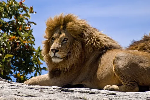 Почему именно лев — царь зверей?