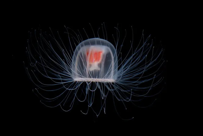 Медуза Turritopsis dohrnii прославилась относительно недавно, получив прозвище «бессмертная медуза». Многие стрекающие меняют стадии полипа и медузы, но данный вид переходит из одной формы в другую непосредственно перед смертью, таким образом избегая её. Конечно, медузу может съесть хищник или поразить особо тяжёлое заболевание, но в остальном это вполне рабочая форма бессмертия.