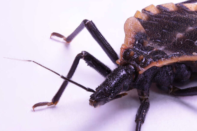 Чем опасна «болезнь целующихся жуков»?