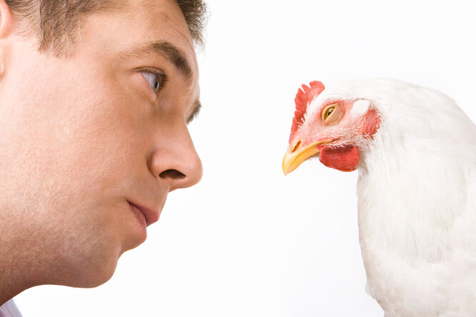 Как загипнотизировать курицу: научитесь этому фокусу, чтобы повеселить друзей
