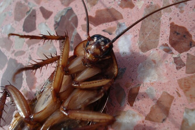 Откуда берутся домашние тараканы?