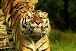 Видео: в Приморье тигр загнал грибников на дерево