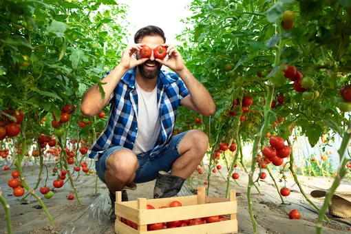 Как выбрать самые вкусные и полезные помидоры