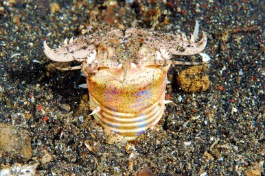 Год без еды: как живет громадный морской червь